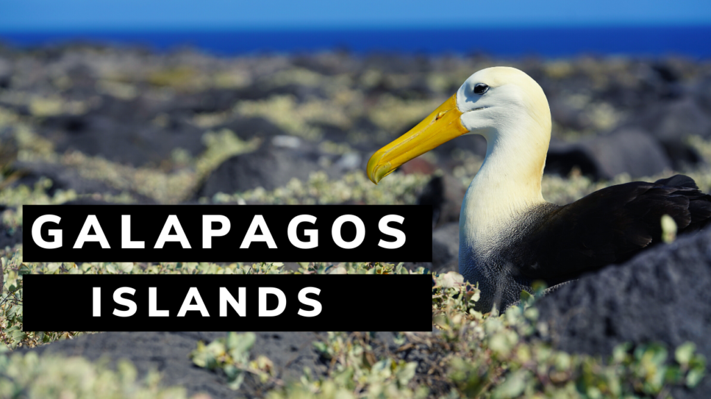 Galapagos Tours and Vacations
