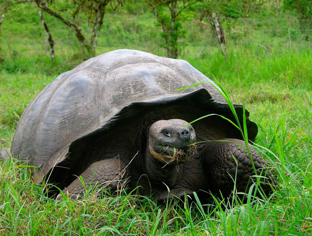 Galapagos Tours and Vacations