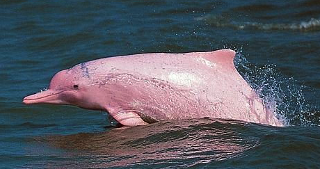 Pink River Dolphin at a Eco lodge Ecuador
