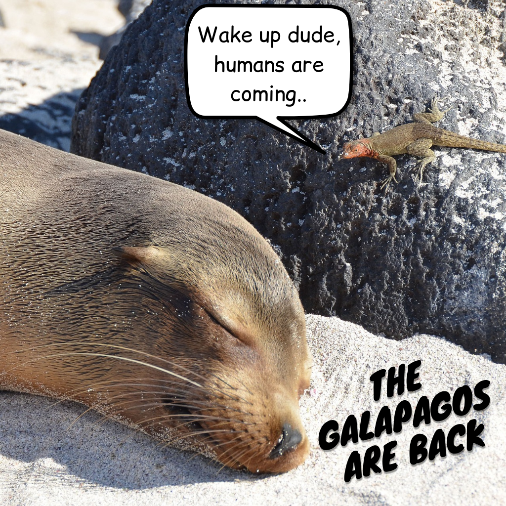 The Galapagos are back