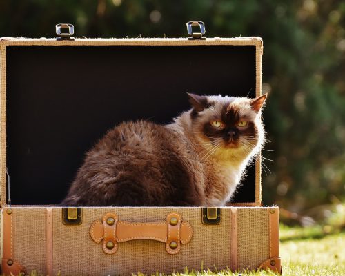 cat-2149809_1920